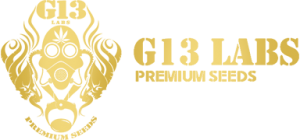 g13-logo-w384-o85